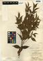 Eugenia oerstedeana, Belize, H. H. Bartlett 12063, F
